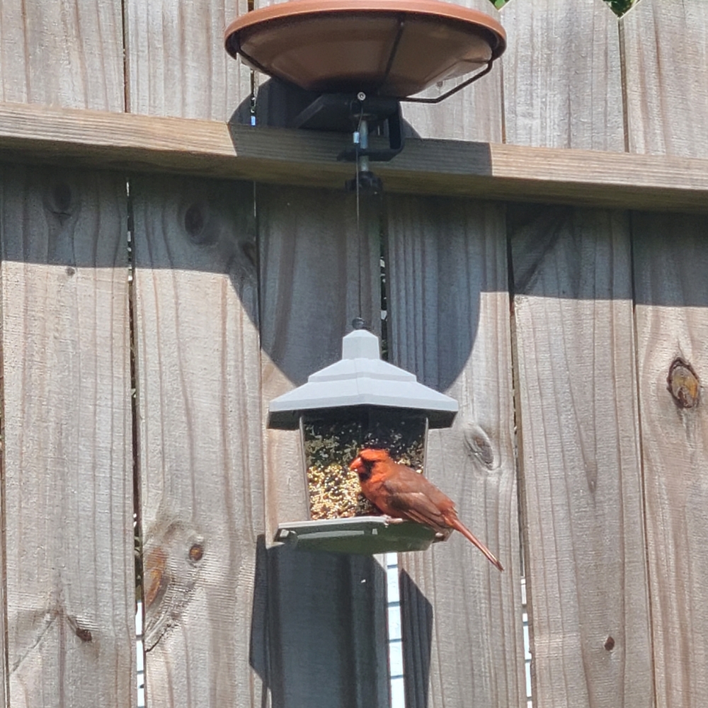 😷 Follow Game 🎮 - Picture 5 of 5